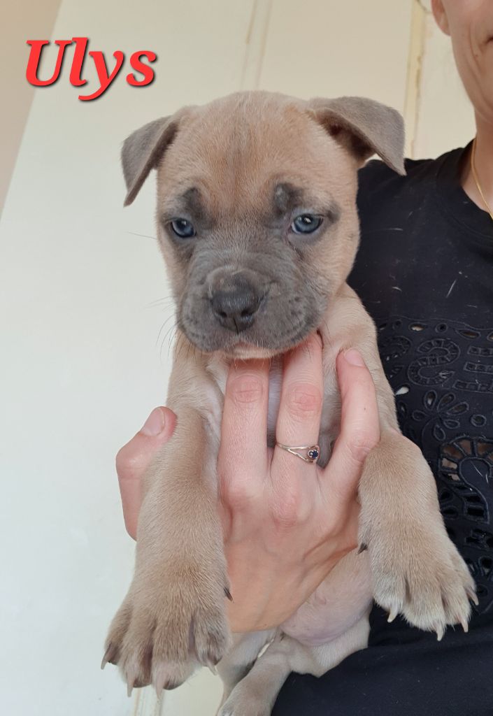 De la tour Ranquin - Chiots disponibles - American Staffordshire Terrier